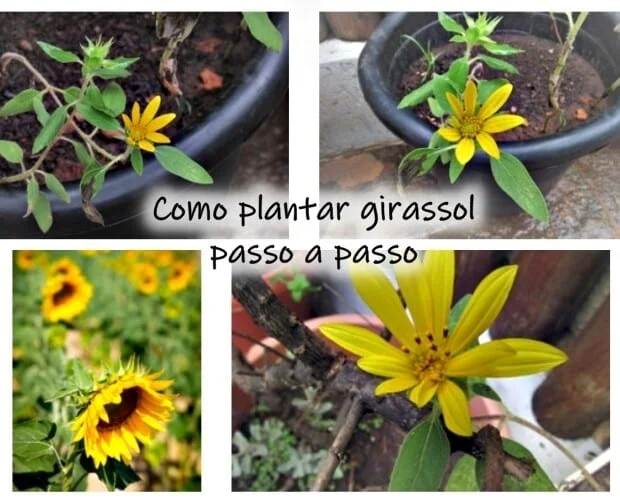 Como plantar girassol passo a passo